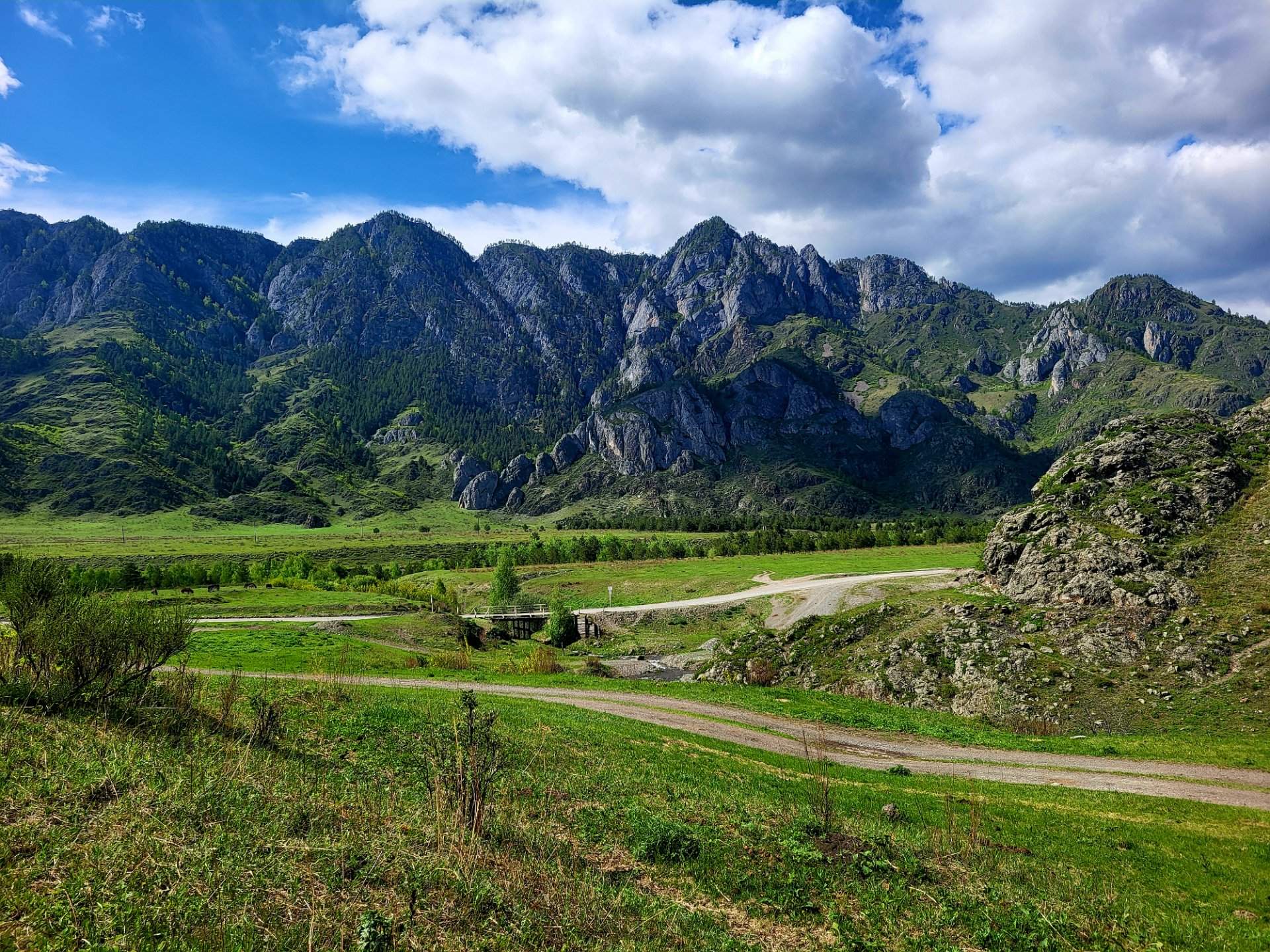Алтайские краски: цветение маральника — фотография 7